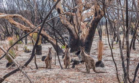 Kangaroos surrounded by burnt bushland on Kangaroo Island in South Australia in March 2020 in the aftermath of the black summer bushfires. 