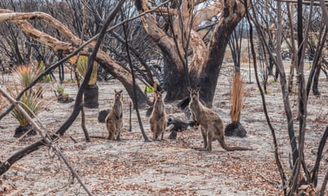 A mob of kangaroos surrounded by burnt bushland on Kangaroo Island, South Australia