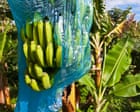 France is starting to own its role in the slave trade. Now it needs to repair its Caribbean legacy | Marie-Annick Gournet The notorious Code Noir is gone. But people in Guadeloupe and Martinique continue to live with the consequencesVive la République, et vive la France.Emmanuel Macron closed his 21 May speech marking the 25th anniversary of the passing of the Taubira law, which recognised slavery as a crime against humanity, with the customary patriotic slogan. As applause rippled around the reception room of the Elysée Palace, whose construction was financed by a 18th-century slave-owning magnate, Leïla Brédent, a black soprano from Guadeloupe, launched into a stirring rendition of La Marseillaise. Continue reading...