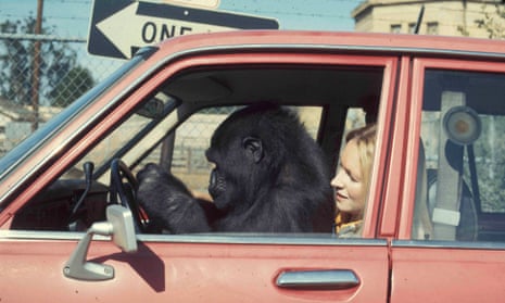 Koko the rhyming gorilla and the woman trying to get her pregnant | Television | The Guardian Koko the rhyming gorilla and the woman trying to get her pregnant | Television | The Guardian
