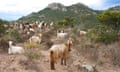A herd of goats in a mountainous landscape