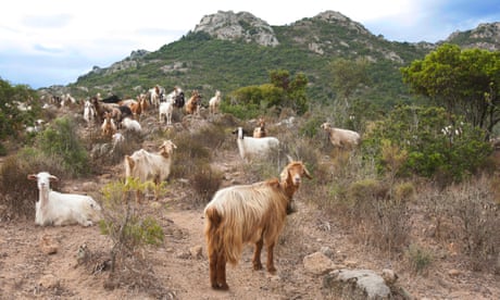 Great goat giveaway: Italian island inundated with adoption offers