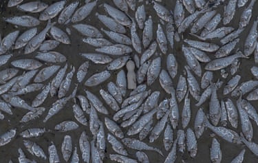 Dead fish float in the surface of the water