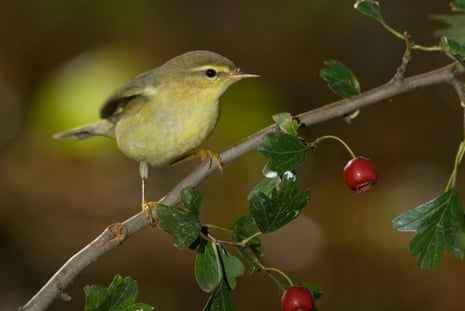 एक विलो वार्बलर