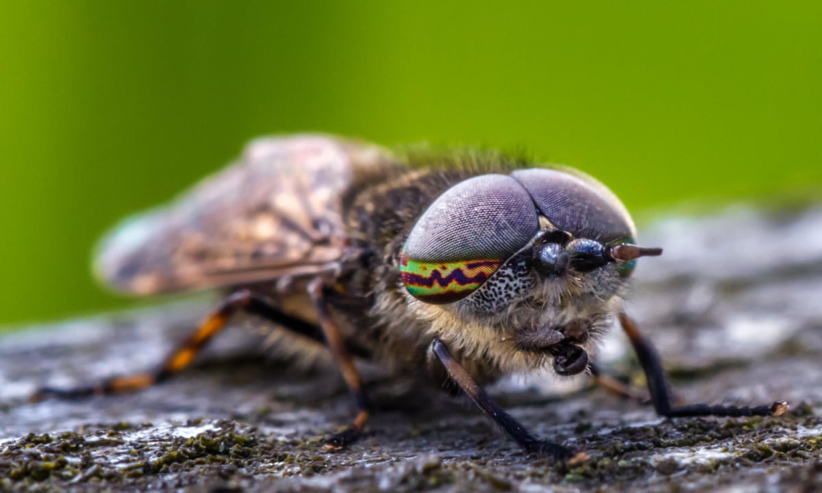 Humanity Must Save Insects To Save Ourselves Leading Scientist
