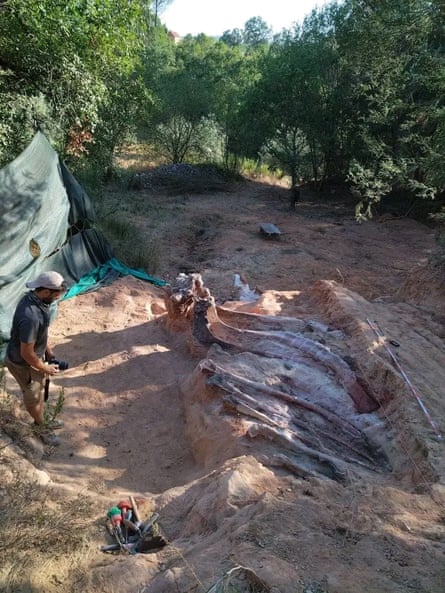 Part of the sauropod’s fossilised skeleton uncovered.