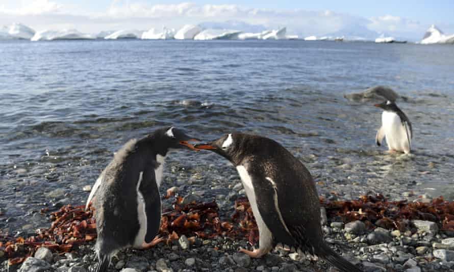 Un manchot papou nourrit son poussin sur l'île de Cuverville, en Antarctique