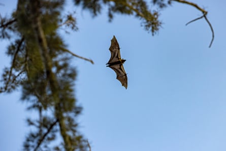 A fruit bat flies around a tree in Mongbwalu, Democratic Republic of Congo.