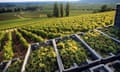 Harvested Chardonnay grapes in vineyard, Burgundy, France.