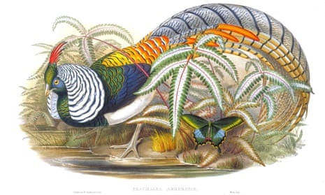 One of John Gould’s commissions: a hand-colored lithograph by Henry Constantine Richter of a Lady Amherst’s pheasant.