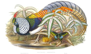 Hand-colored lithograph by Henry Constantine Richter of John Gould’s illustration of a Lady Amherst’s pheasant.