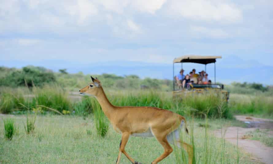 Tourists admire a kob