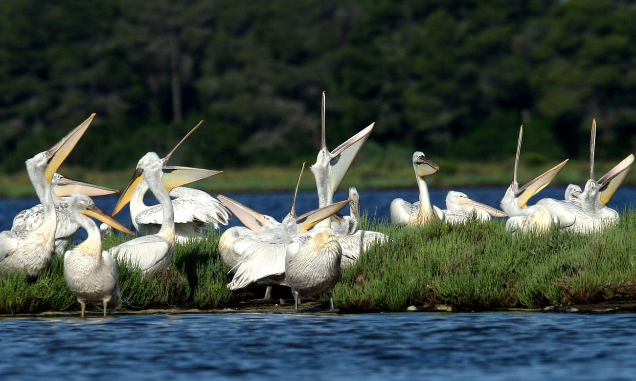 Dalmatian pelicans at the waters' edge