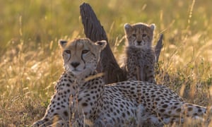 cheetahs