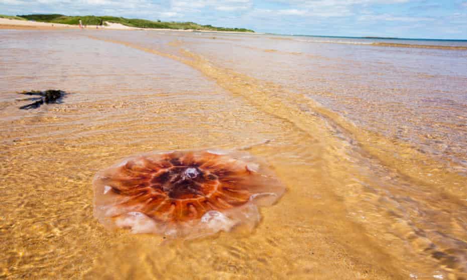 A Lion's Mane ashore on a Northumberland Beach.