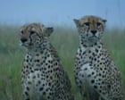 Force of Nature review – this nature show turns the climate crisis into a pompom-shaking spectacle