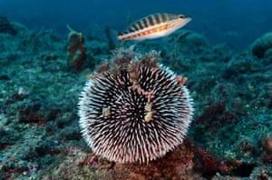 Um ouriço do mar