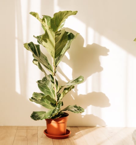 A fiddle leaf fig in a pot in a sunlit room