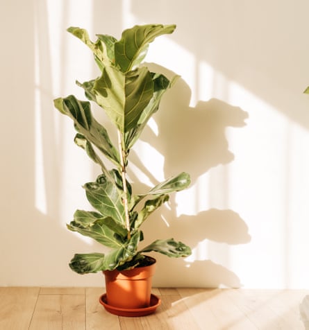 Une figue de feuille de violon dans un pot dans une pièce ensoleillée