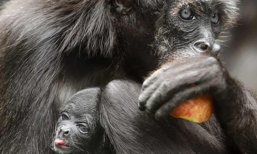 A brown spider monkey with her baby in Santa Fe zoo, Medellín, Colombia
