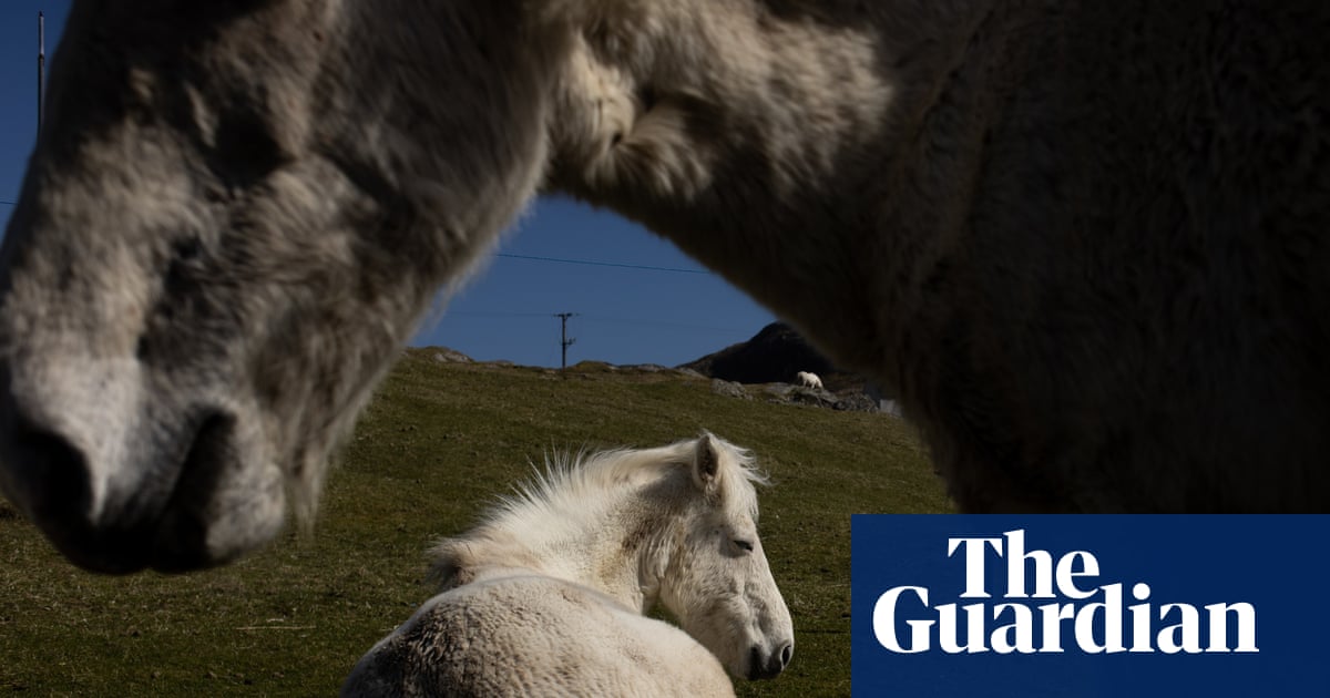 The endangered wild ponies of Eriskay in the Outer Hebrides