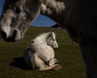 The endangered wild ponies of Eriskay in the Outer Hebrides – a photo essay