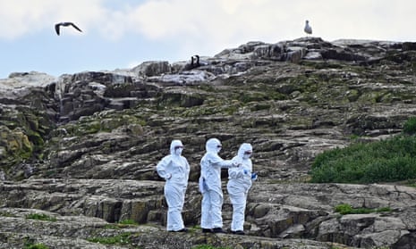 National Trust rangers wear protective suits and masks on Inner Farne Island, a National Trust seabird sanctuary, on August 5, 2022, in Seahouses, England.