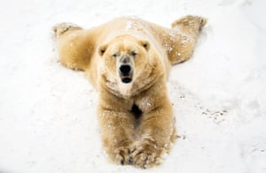 Victor the polar bear enjoys the snow at the Yorkshire Wildlife Park in Doncaster, South Yorkshire