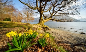 Wild daffodils at Glencoyne, Ullswater, the location made famous by Wordsworth’s poem, I wandered lonely as a cloud.