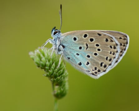 A large blue