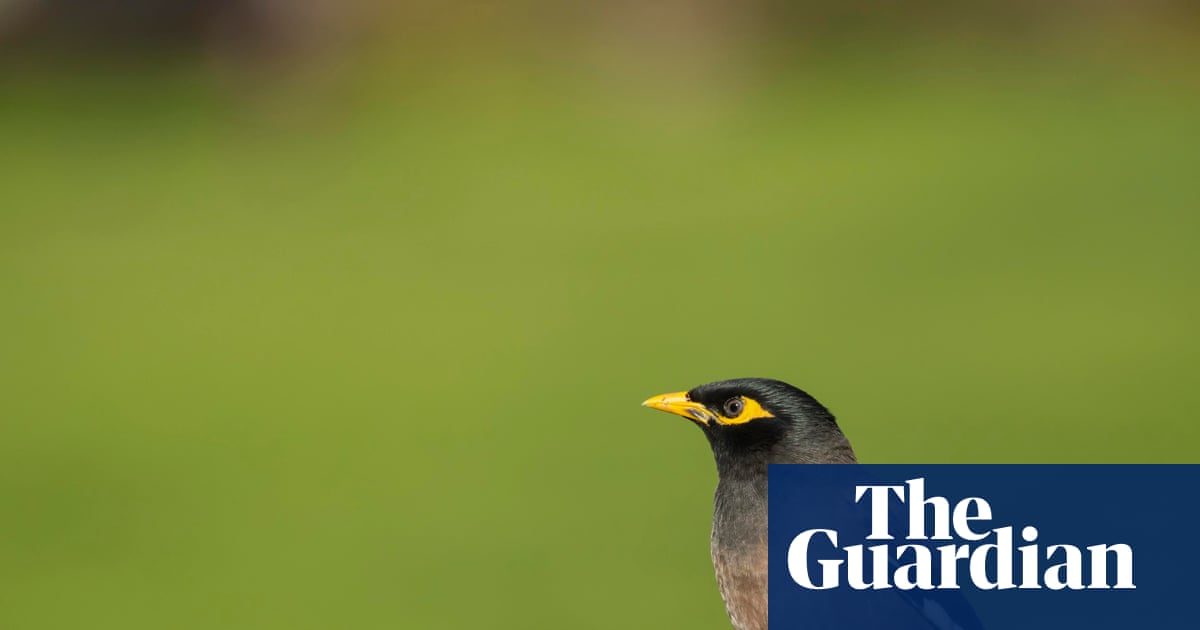Moveable feast: myna birds on Sydney train looking for food not ‘joyride’ in viral video