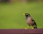 Moveable feast: myna birds on Sydney train looking for food not a ‘joyride’ in viral video