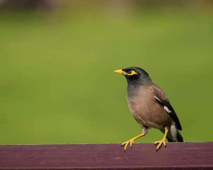 Moveable feast: myna birds on Sydney train looking for food not ‘joyride’ in viral video