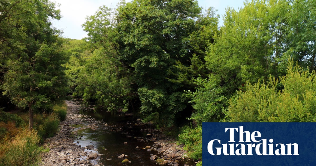 Country diary: Dragonflies and trout thrive in the quiet of the river
