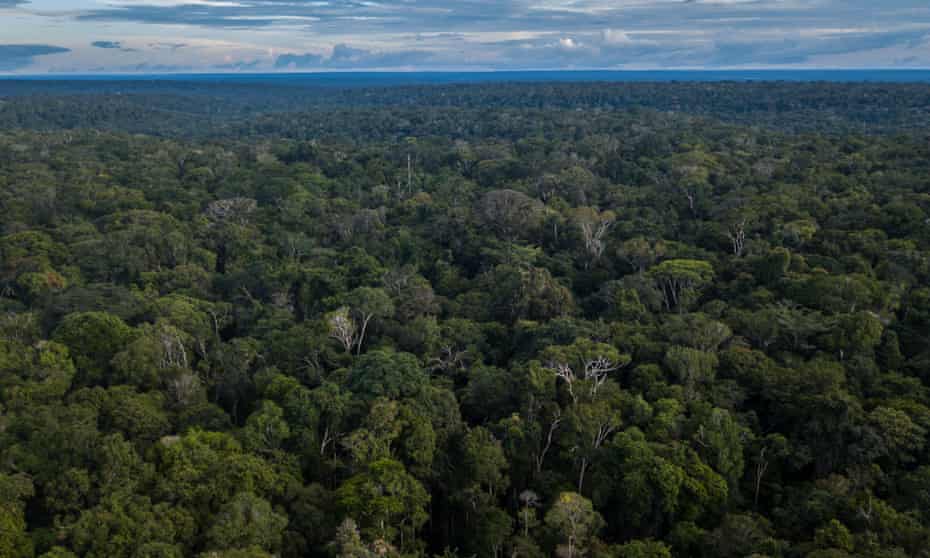 Amazon rainforest in Brazil's Amazonas state