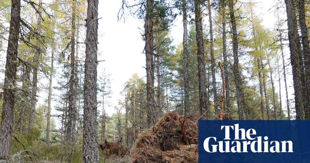 Country diary: Walking the storm path through an ever-changing pinewood | Amanda Thomson