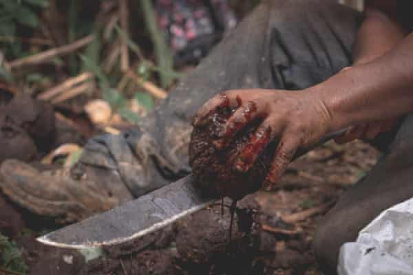 Colhendo castanha-do-pará