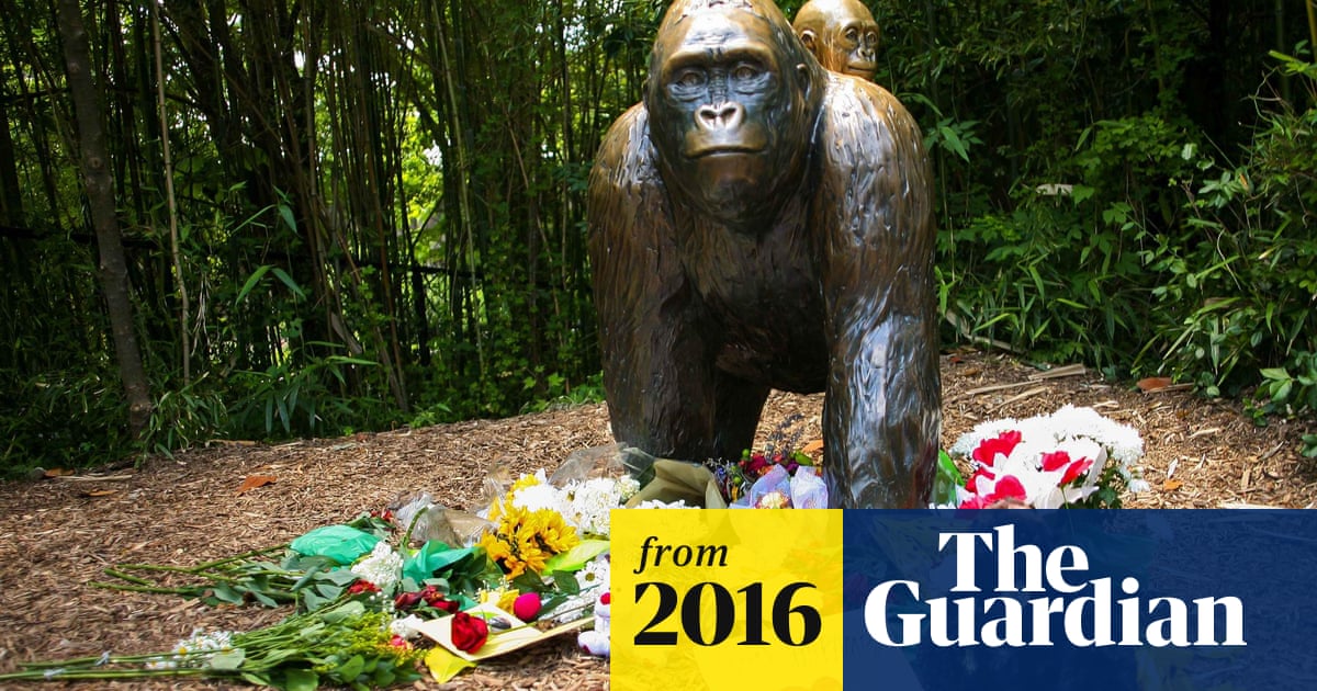 Animal Experts Challenge Cincinnati Zoo S Decision To Kill Gorilla Ohio The Guardian