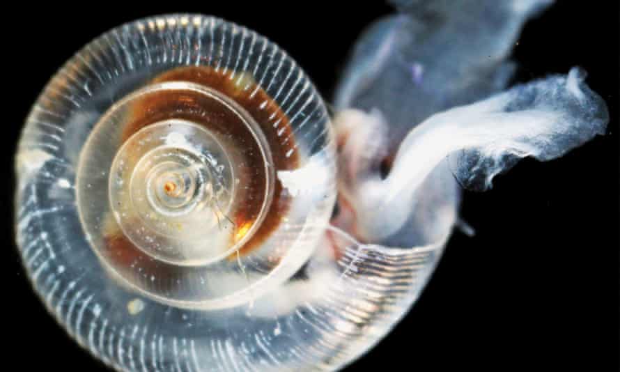 An unhealthy pteropod shows effects of ocean acidification including ragged, dissolving shell ridges on its upper surface, a cloudy shell, and severe abrasions and weak spots.
