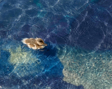Lincoln Memorial reflecting pool repairsepa13061734 A duckling swims in the newly renovated Lincoln Memorial Reflecting Pool on the National Mall in Washington, DC, USA, 24 June 2026. US President Trump said the pool will likely need to be drained for a second round of repairs. He alleged, without giving evidence, that vandals caused the problems following 14.2 million US dollars in repairs. EPA/SHAWN THEW