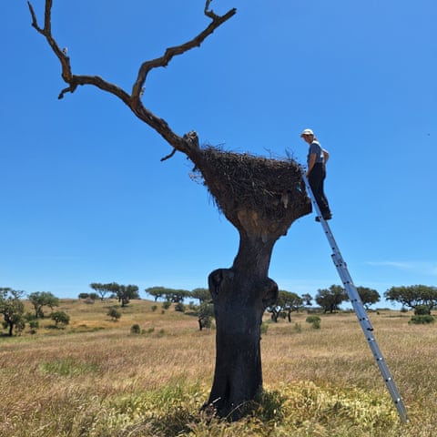 Killer in the nest: how young storks are being strangled by plastic Killer in the nest: how young storks are being strangled by plastic