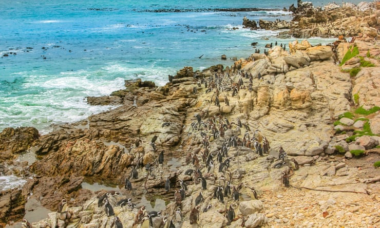 Stony Point nature reserve is home to one of the largest breeding colonies of African penguins in the world. Photograph: Benny Marty/Alamy