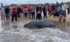Huge leatherback sea turtle stranded on Cape Cod rescued by volunteers thumbnail