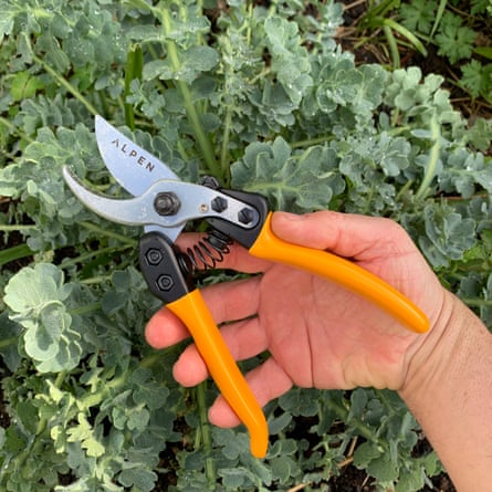 Alpen Gelbhorn 150 secateurs