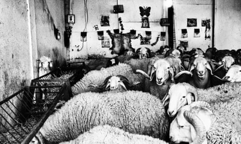 sheep fighting in Algeria