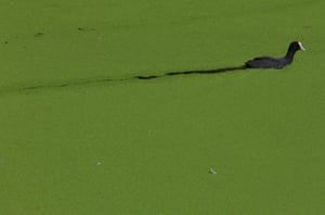 Um galeirão nada através da lentilha-d'água que cobre a superfície da marina de Limehouse Basin, Londres, Reino Unido