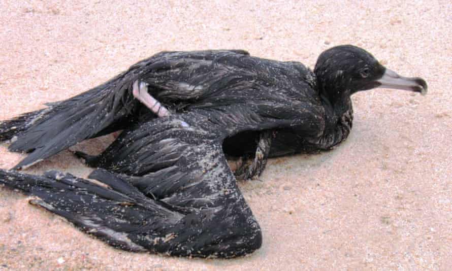 A sick and injured shearwater bird at Mandalay beach in Western Australia in 2013.
