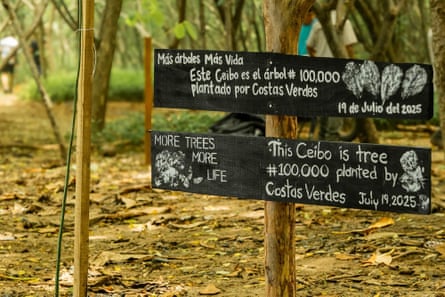 Signs in English and Spanish say “More trees more life. This ceibo is tree #100,000 planted by Costas Verdes, July 19 2025”
