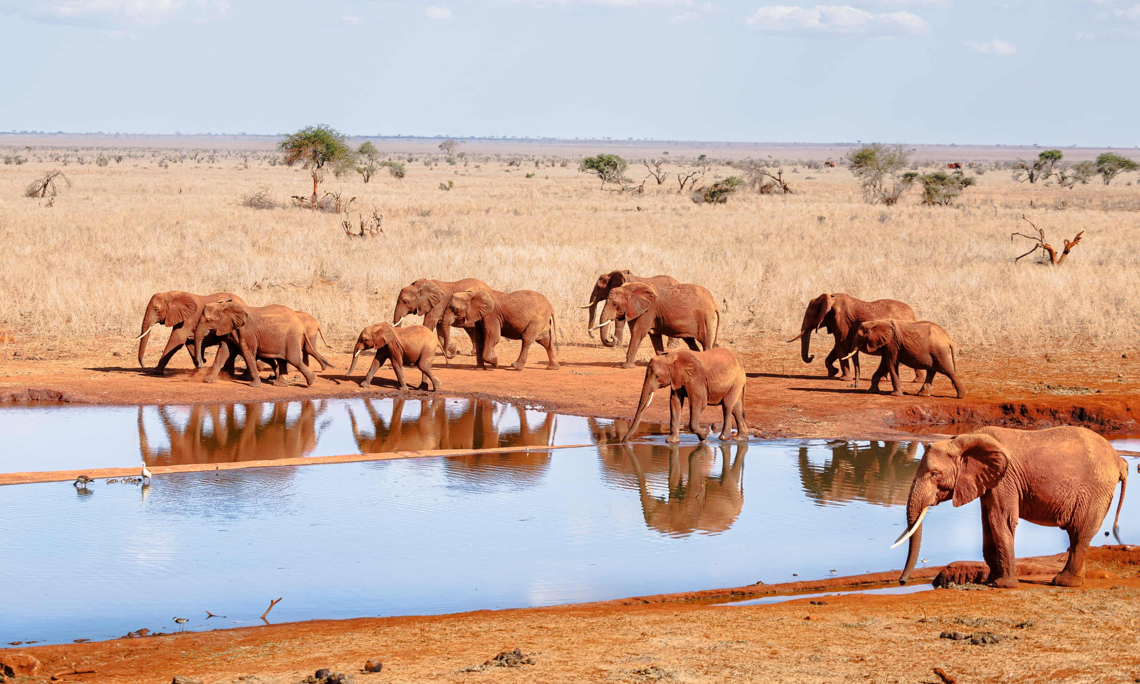 Elefanți și albine africane în Tsavo, Kenya, soluții pentru conflictul uman-elefant | sursa foto: The Guardian Elefanți și albine africane în Tsavo, Kenya, soluții pentru conflictul uman-elefant | sursa foto: The Guardian