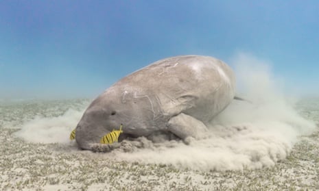 A dugong (seacow) feeding on sea grass underwater.